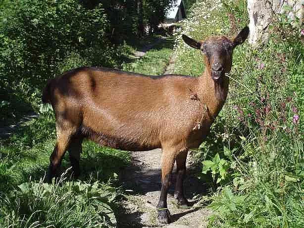 KOZÍ MLÉKO,SÝRY