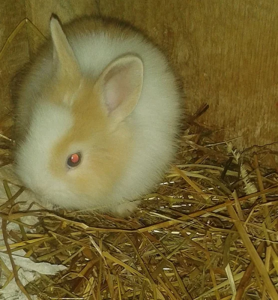 Králíčci