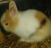 Králíčci
