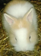 Králíčci