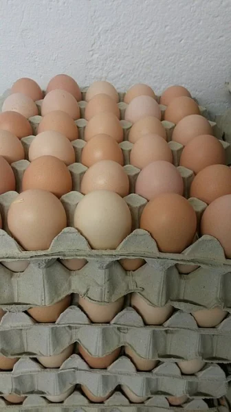 NOVÁ CENA - Násadová vejce do líhně - AKCE -50%