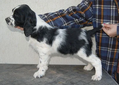 Anglický špringeršpaněl - štěňátko