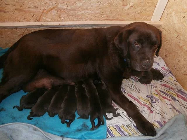Labradorský retriever s PP čoko barva