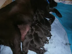 Labradorský retriever s PP čoko barva