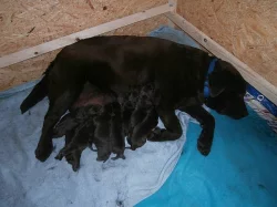 Labradorský retriever s PP čoko barva