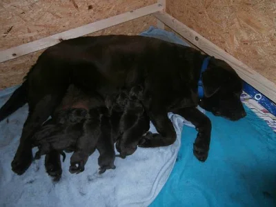 Labradorský retriever s PP čoko barva