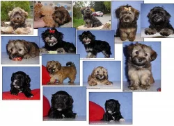 BIŠONEK HAVANSKÝ - Havanský psík. Pes i fenka.