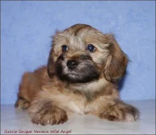 BIŠONEK HAVANSKÝ - Havanský psík. Pes i fenka.