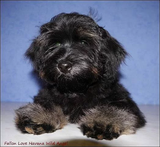 BIŠONEK HAVANSKÝ - Havanský psík. Pes i fenka.