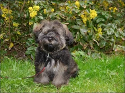 BIŠONEK HAVANSKÝ - Havanský psík. Pes i fenka.