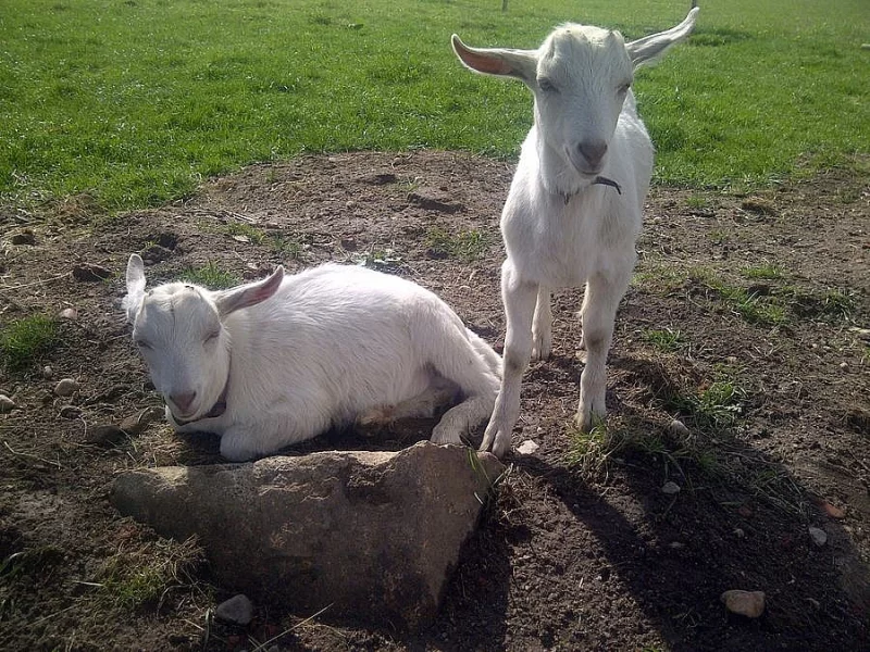 Kůzlata 4měsíční