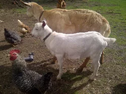 Kůzlata 4měsíční