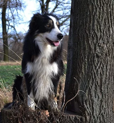 Border collie