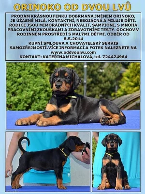 Dobrman - krásná fenka s PP