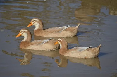Saské kachny