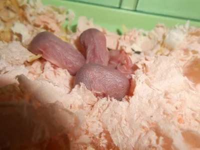 Prodám křečka džungarského