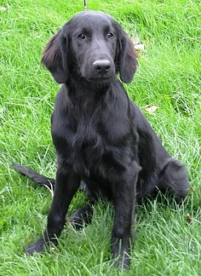Prodám Flat Coated Retrievera
