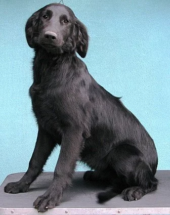 Prodám Flat Coated Retrievera