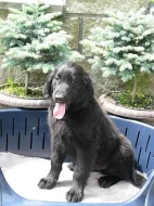 Prodám Flat Coated Retrievera