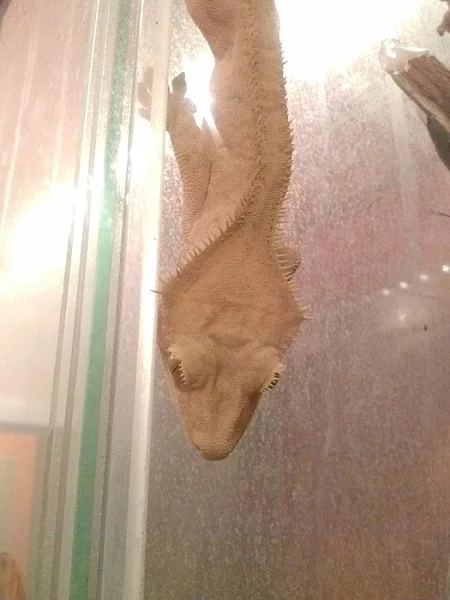 Rhacodactylus ciliatus-Pagekon řasnatý