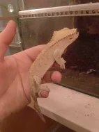 Rhacodactylus ciliatus-Pagekon řasnatý