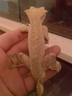 Rhacodactylus ciliatus-Pagekon řasnatý