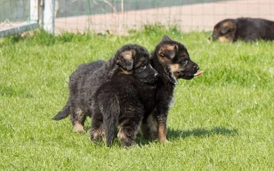 Štěňata německého ovčáka kvalitní fenky ihned