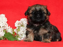 Shih-tzu, ši-tzu štěňátka s PP