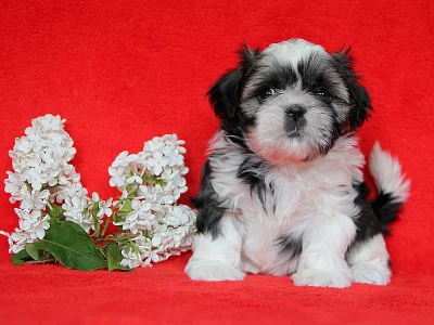 Shih-tzu, ši-tzu štěňátka s PP