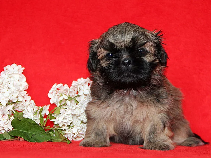 Shih-tzu, ši-tzu štěňátka s PP