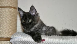 Mainská mývalí s PP