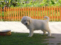 Slovenský čuvač