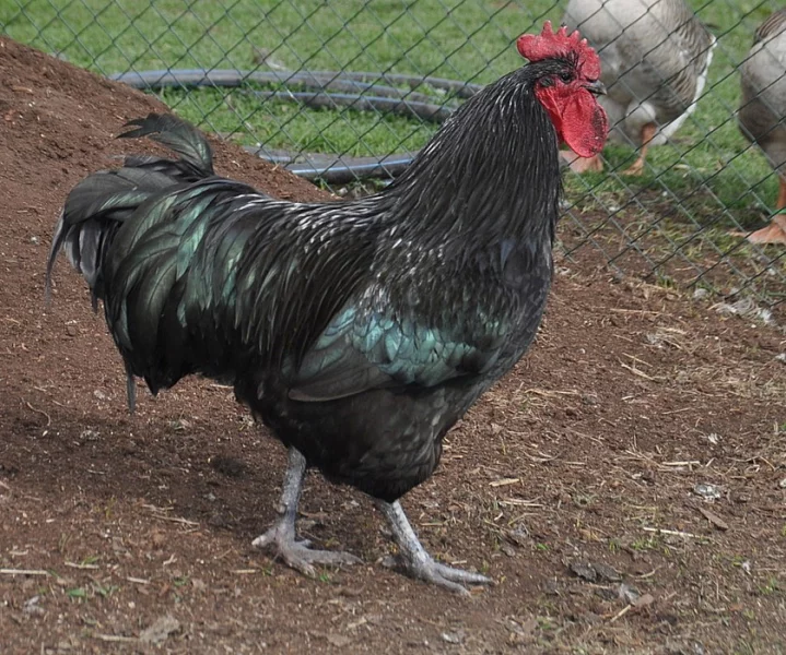 Australka velká - černá