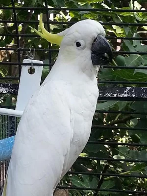 Kakadu papoušci