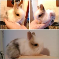 Teddy králíčci