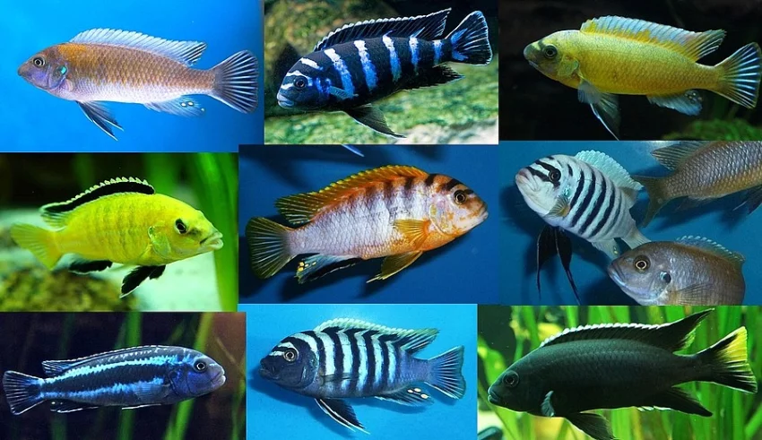 Cichlidy - Tlamovci - jezero Malawi