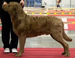 Retriever štěňátka s PP