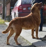 Retriever štěňátka s PP