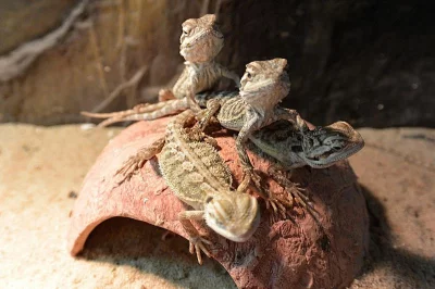 Agama vousatá (Pogona vitticeps) - mláďata