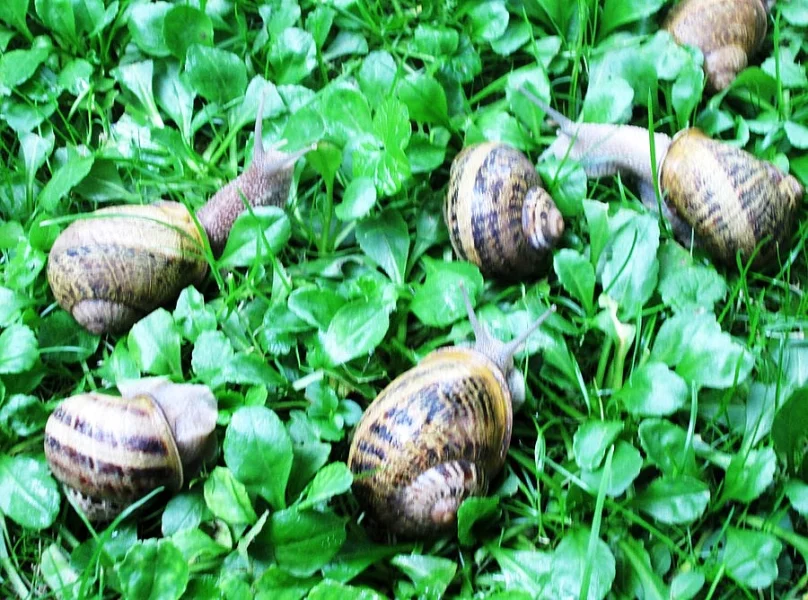 šnek Helix Aspersa Maxima ihned k prodeji!