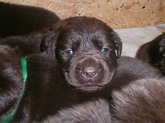 Labradorský retriever s PP čokoládový