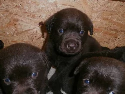 Labradorský retriever s PP čokoládový
