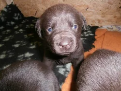 Labradorský retriever s PP čokoládový