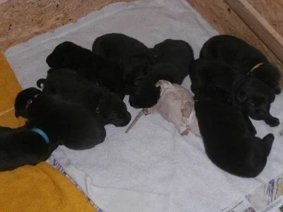 Labradorský retriever s PP čokoládový