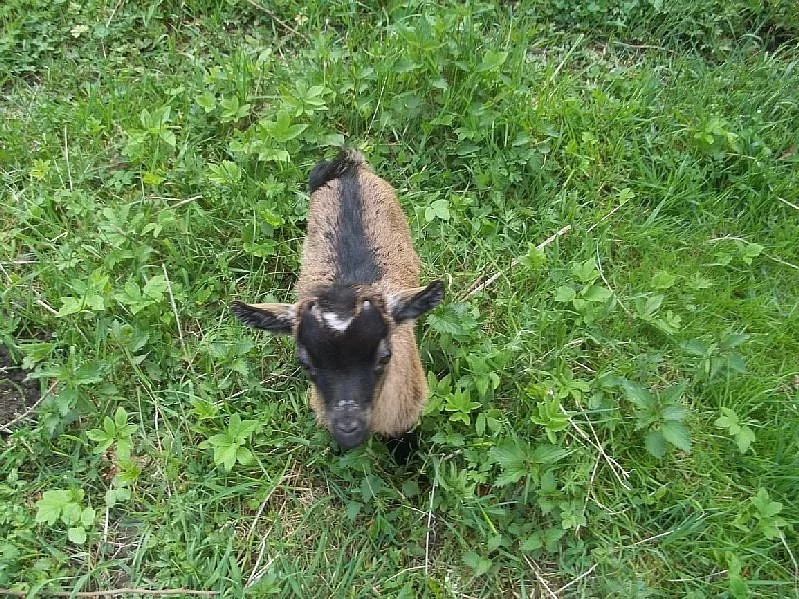 Čistokrevná holandská zakrslá kozička