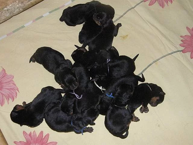 Rottweiler - štěňata s průkazem původu
