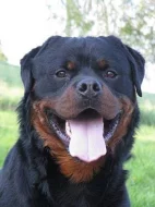 Rottweiler - štěňata s průkazem původu