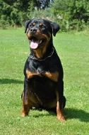 Rottweiler - štěňata s průkazem původu