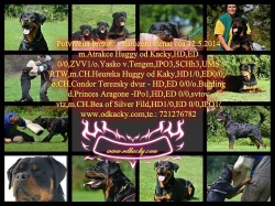 Rottweiler - štěňata s průkazem původu