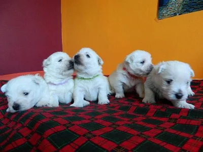 West highland white terrier (westík) - štěňata